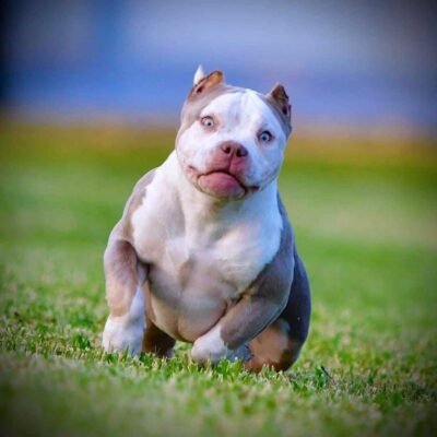 Are Pocket Bullies Aggressive