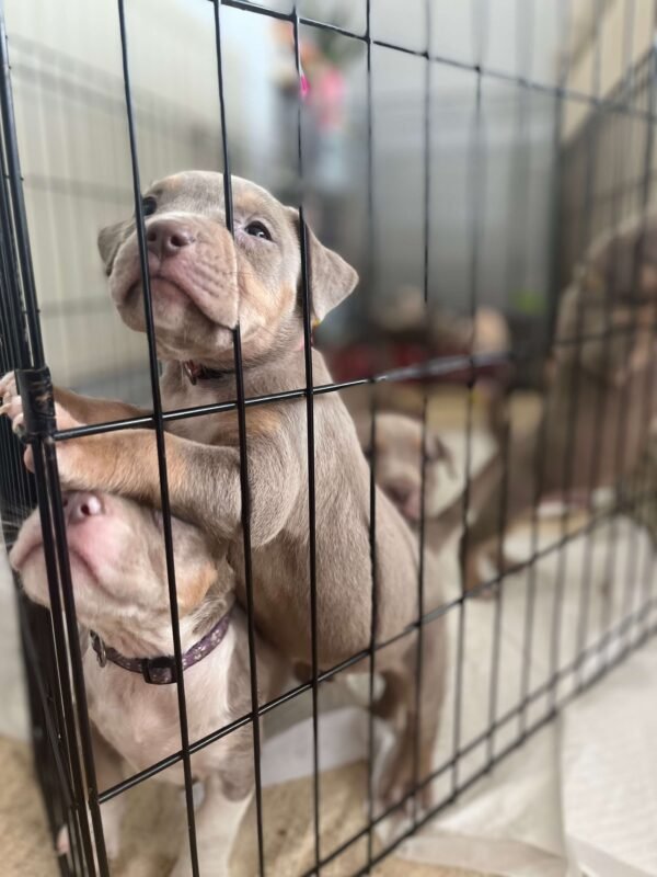 Are Pocket Bullies banned?