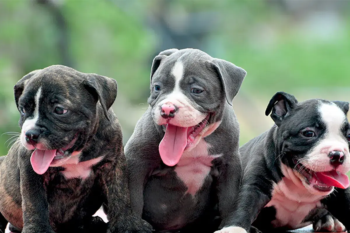 How Long Do Pocket Bullies Live