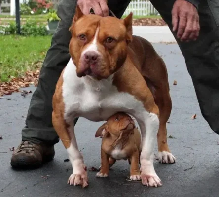 Can Pocket Bullies Breed Naturally